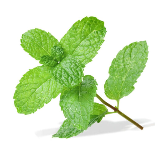 Huile Essentielle de Menthe Verte (Mentha spicata)