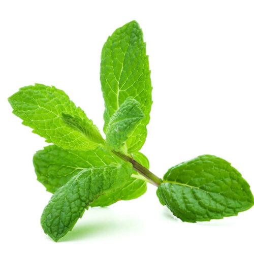 Huile Essentielle de Menthe Poivrée (Mentha piperita)