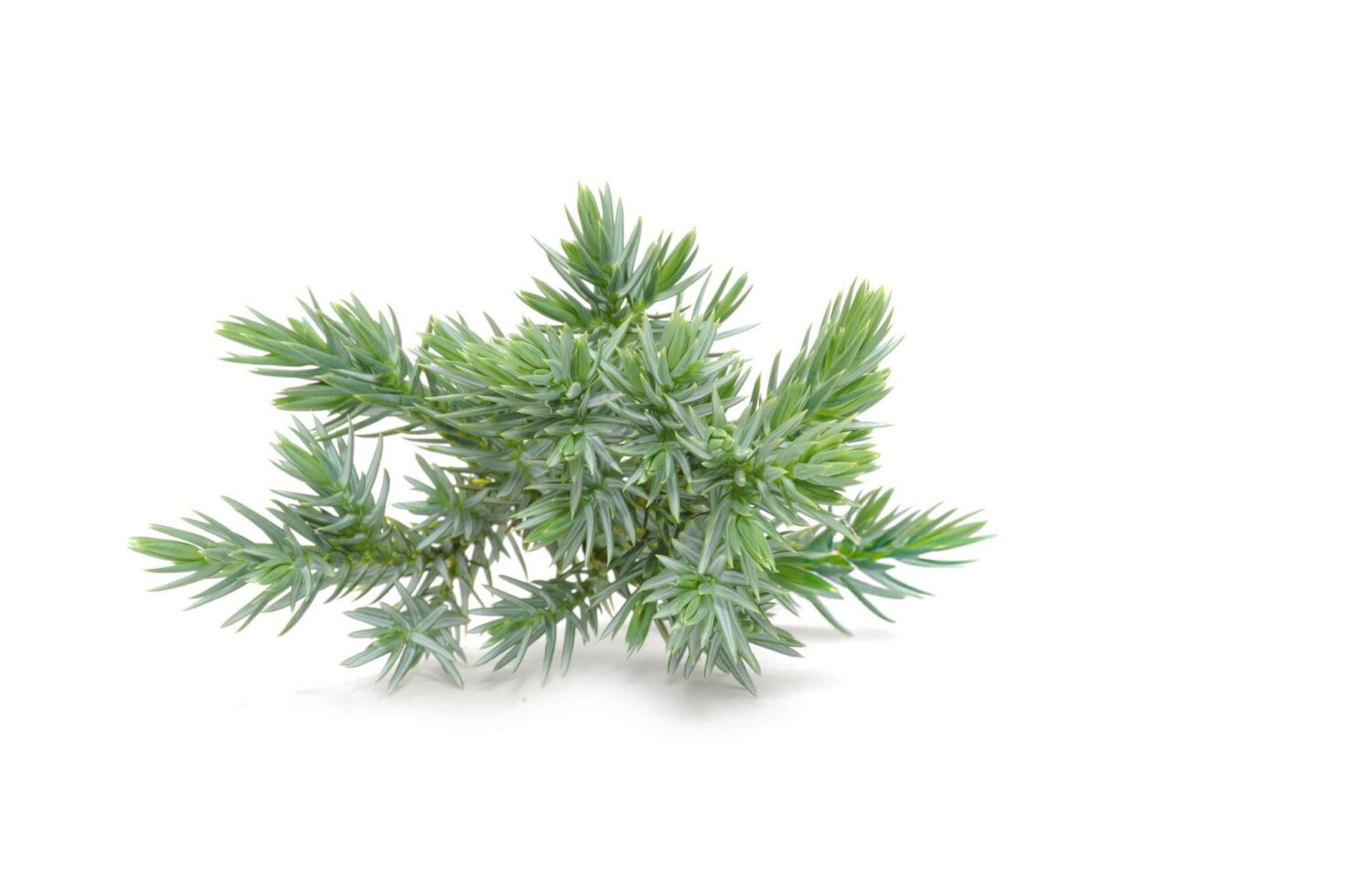 Huile Essentielle de Cyprès (Cupressus sempervirens)