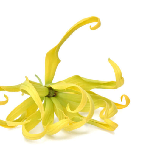 Huile Essentielle d’Ylang Ylang III (Cananga odorata)
