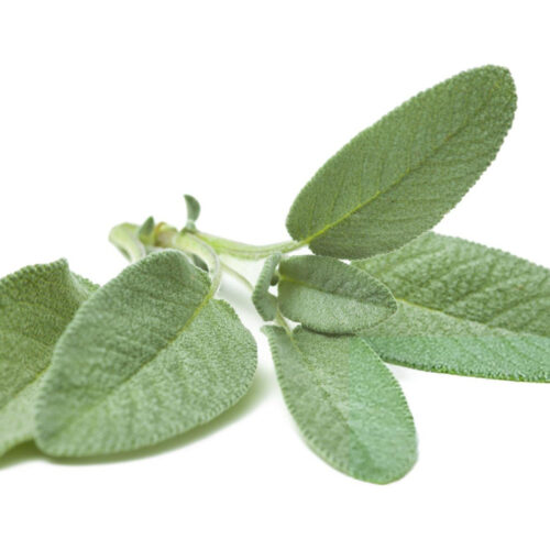 Huile Essentielle de Sauge Officinale (Salvia lavandulifolia)