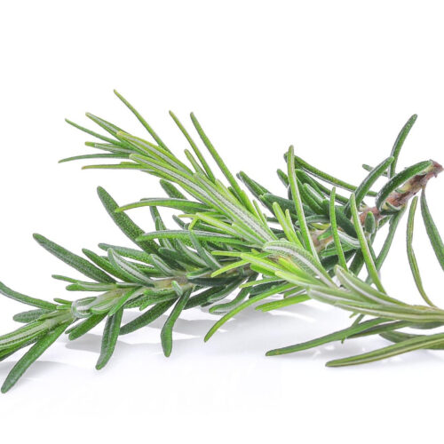 Huile Essentielle de Romarin à Cinéole (Rosmarinus officinalis)
